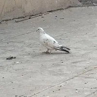 کبوتر|پرنده|اسلام‌شهر, شهرک مفیدی|دیوار