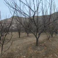 1000-متر-باغ-سرخدشت-فیروزکوه