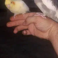 لشکر اباد|پرنده|کرخه, |دیوار