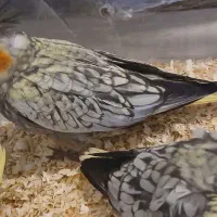 عروس هلندی نر .جوجه عروس هلندی