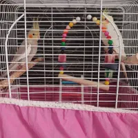 یه جفت عروس هلندی  نروماده