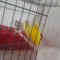 ۳تا فنچ ۲ مرغ عشق معاوضه هم با همه پرنده ای باقفس