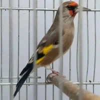 سهره دورگ نر فوقلعاده درشت اندازه گنجشک|پرنده|تبریز, |دیوار