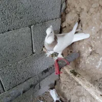 کفتر طوقی