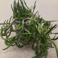 گل طبیعی با رشد  عا  لی|گل و گیاه طبیعی|الوند, |دیوار