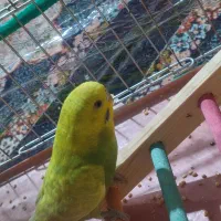 دو عدد مرغ عشق نر ماده|پرنده|جیرفت, |دیوار