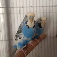 مرغ عشق انگلیسی چند نوع پرنده ای دیگه