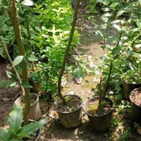برگ بو|گل و گیاه طبیعی|آمل, |دیوار