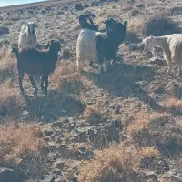 گوسفند بز|حیوانات مزرعه|هریس, |دیوار