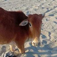 فروس|حیوانات مزرعه|چاه داد خدا, |دیوار