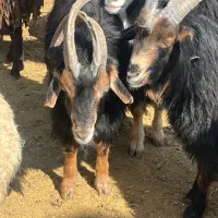 گوسفند زنده|حیوانات مزرعه|یزد, |دیوار