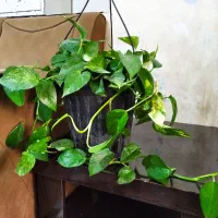 گل پتوس بزرگ