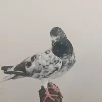 کبوتر شامی|پرنده|چابهار, |دیوار