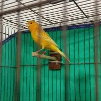 تعدادی پرنده