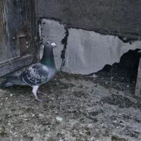 دوبر سرعتی|پرنده|اردبیل, |دیوار