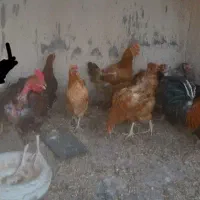 مرغ کوردی تخمگذار درشت و سالم بادوعددخروس.|حیوانات مزرعه|ایلام, |دیوار