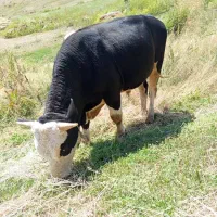 گوساله نر