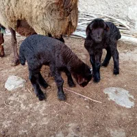 بره نر شیری هترو از میش چارقلو و سه قلوزا|حیوانات مزرعه|قوچان, |دیوار