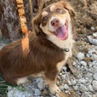 واگذاری سگ فوری