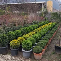 نیروی کار برای باغ تولیدی گل و گیاه