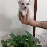 سگ شیتزو مالتیز