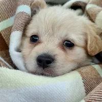 واگذاری رایگان شیتزو روباهی