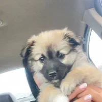 سگ پامرانین