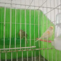 قناری نر ماده بخون