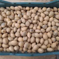 فروش بذر سیکاس آماده کاشت|گل و گیاه طبیعی|آستانه اشرفیه, |دیوار