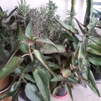 گل طبیعی|گل و گیاه طبیعی|بروجرد, |دیوار