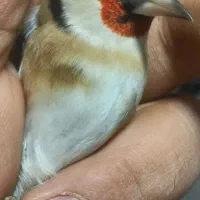 سهره نر بخون