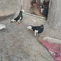 پرشی گرفتن ی|پرنده|نیشابور, مدرس|دیوار