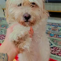 سگ شیتزو ماده