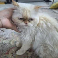 گربه پرشین هیمالین|گربه|مشهد, امیریه|دیوار