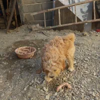 توله سگ شیتزو2ماهه