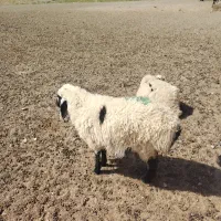 بره نر و قوچ دورگ