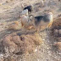 فروش تعدادی بزداشتی|حیوانات مزرعه|لوداب, |دیوار