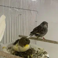 تعدادی گلستر اورجینال و رسمی بلند|پرنده|اندیشه, شهرک کوثر|دیوار