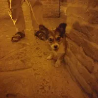 سگ گمشده