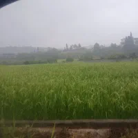 کشکو زمین. گلخانه کشاورزی. دامداری|فروش دفتر صنعتی، کشاورزی، تجاری|تنکابن, |دیوار