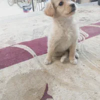 دوتوله حناوبرفی|سگ|گلپایگان, |دیوار