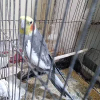 عروس هلندی سخنگو|پرنده|هامون, |دیوار