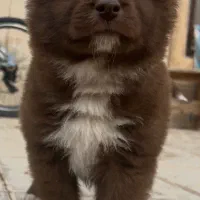 توله سگ چاوچاو