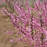 فروش باغ ۸۰۰ متری چهار دیواری در کوهسار|فروش زمین و ملک کلنگی|کرج, حصارک بالا|دیوار