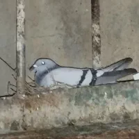 واگزاری پرنده  مسافتی وارداتی|پرنده|کرخه, |دیوار