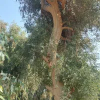 درخت اکلاتوس وکنار