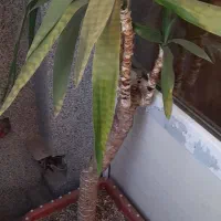 گل و گیاه|گل و گیاه طبیعی|تهران, خاک سفید|دیوار