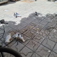 کفتر|پرنده|شیراز, گلکوب|دیوار