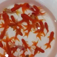 فروش ماهی عید به صورت کلی و جزئی