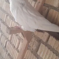 هملت امریکایی اصل|پرنده|جنت, |دیوار